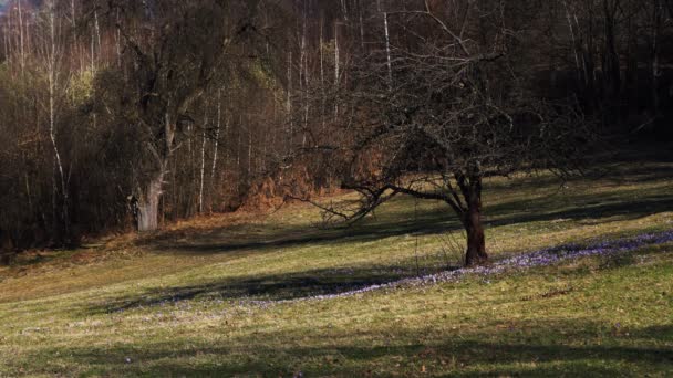 Az ember megy, hogy egy magányos fa tavaszi sáfrány  - Felvétel, videó