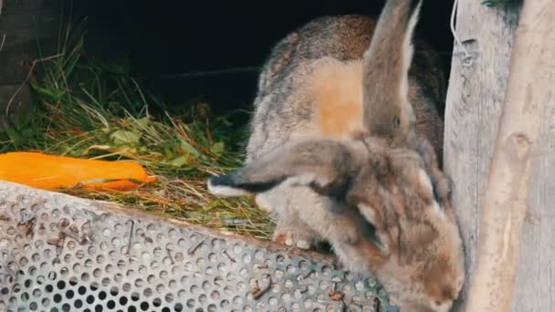 Gris divertido conejo grande mira a su alrededor en una jaula abierta cerca de zanahoria grande. Concepto Pascua
 - Imágenes, Vídeo