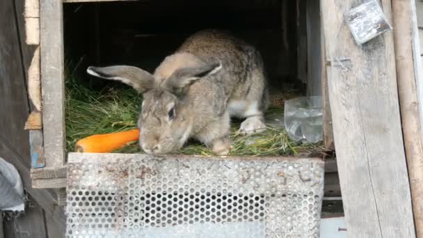 Legrační šedý velký králík vypadá kolem v otevřené kleci poblíž velké mrkve. Velikonoční koncept - Záběry, video