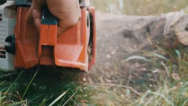 A man cuts dry tree trunks with chainsaw, sawdust fly everywhere - Footage, Video