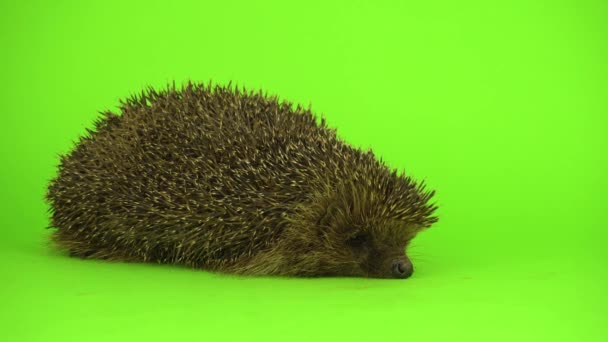 146 Hedgehog Drawing Stock Video Footage - 4K and HD Video Clips