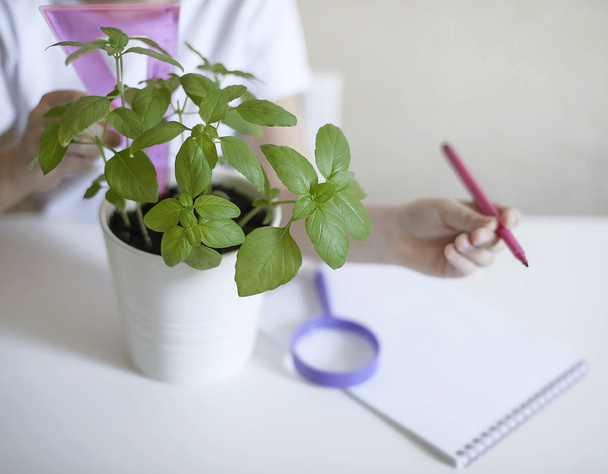 Schoolgirl in a biology or botany class measure a sprouted green plant with a ruler. Basil leaves. Growing plants. Child writing data into questionnaire. Environmental education. Ecology concept - Фото, изображение