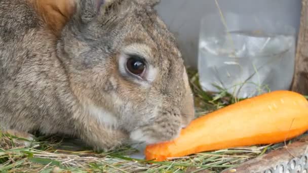 Engraçado muito grande coelho cinza mastigar ou come cenouras grandes. Conceito de Páscoa
 - Filmagem, Vídeo