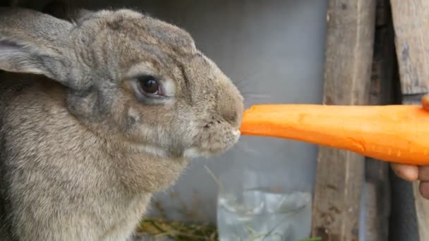 Funny very big gray rabbit chewing or eats large carrots. Easter concept - Footage, Video