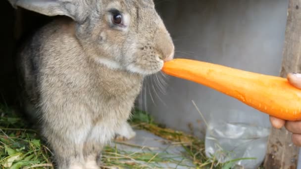 Legrační, velmi velký šedý králík žvýkal nebo žere velkou mrkev. Velikonoční pojetí - Záběry, video