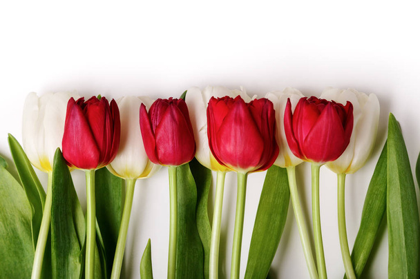 Border of fresh red and white tulips close up on white background. Spring flower background - Photo, Image