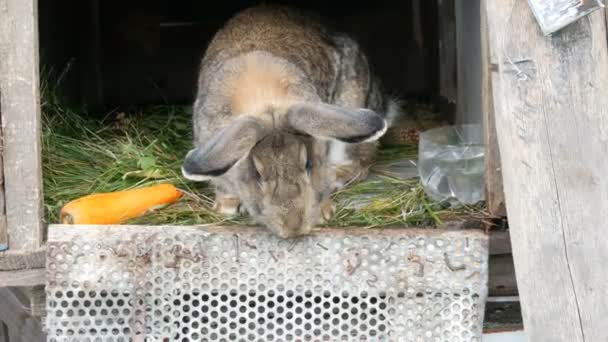 Il coniglio grande grigio divertente si guarda intorno in una gabbia aperta vicino a carota grande. Concetto pasquale
 - Filmati, video