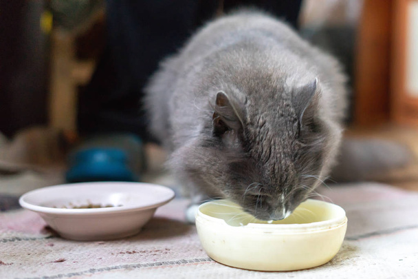 gray cat drinking milk - Fotoğraf, Görsel