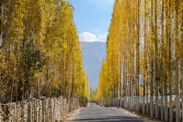 Droga w kierunku Khaplu wśród żółte liście drzew topoli jesienią. Ghowari village, Skardu. Gilgit Baltistan, Pakistan. - Zdjęcie, obraz