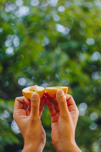 a man's hand holds a freshly picked ripe peach fruit with a bone cut in two pieces against a background of grass and trees. close-up. summer. on blurred background. organic garden - Photo, image