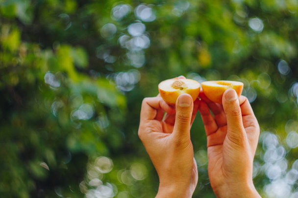 a man's hand holds a freshly picked ripe peach fruit with a bone cut in two pieces against a background of grass and trees. close-up. summer. on blurred background. organic garden - Photo, image