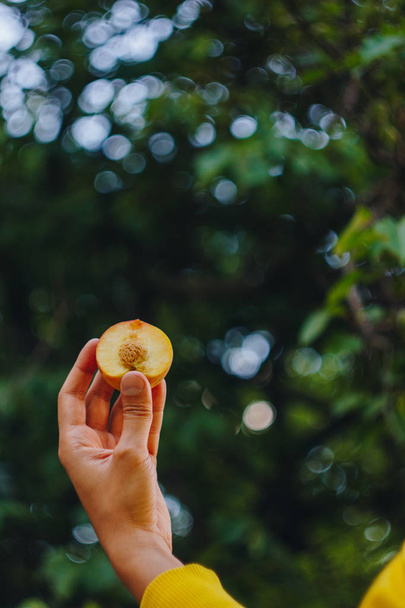 a man's hand holds a freshly picked ripe peach fruit with a bone cut in two pieces against a background of grass and trees. close-up. summer. on blurred background. organic garden - Photo, Image