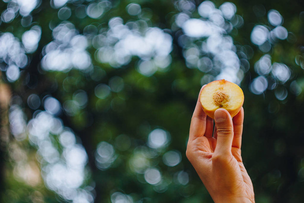 a man's hand holds a freshly picked ripe peach fruit with a bone cut in two pieces against a background of grass and trees. close-up. summer. on blurred background. organic garden - Photo, Image