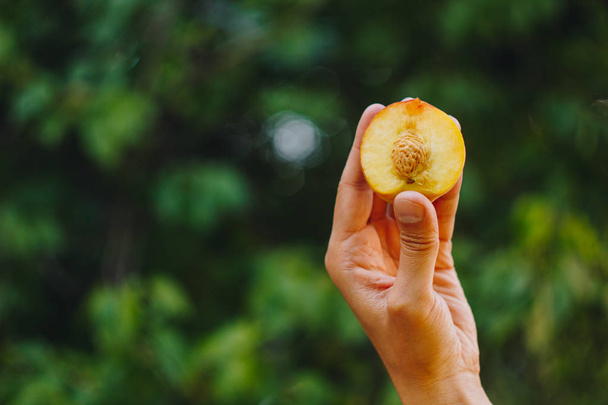 a man's hand holds a freshly picked ripe peach fruit with a bone cut in two pieces against a background of grass and trees. close-up. summer. on blurred background. organic garden - Fotó, kép