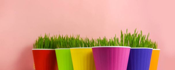 Spring background green grass in colorful pots over pink - Фото, изображение