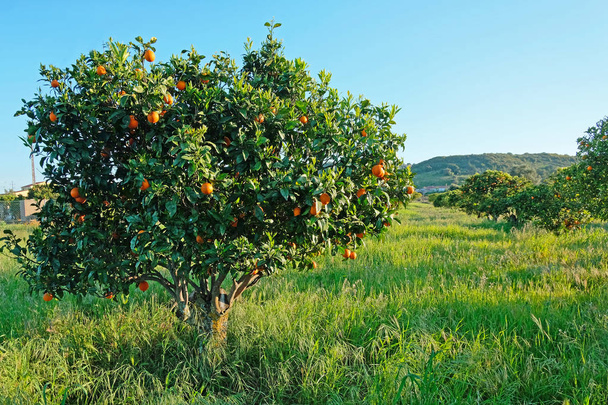 oranžové stromy v krajině z Portugalska - Fotografie, Obrázek