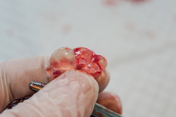 bir kedi büyük bir yumurtalı kist parmaklar arasında tutan cerrah - Fotoğraf, Görsel