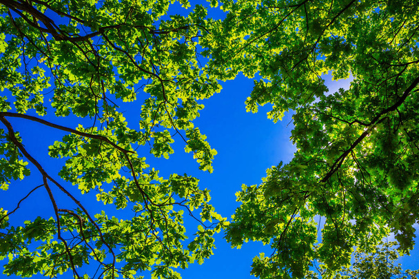 green oak leaves against the sky - Foto, Imagem