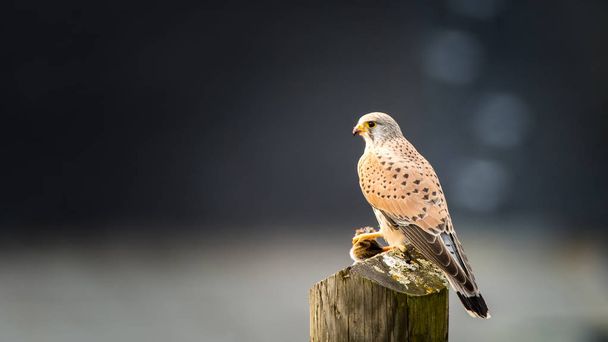 Обыкновенная пустельга Falco tinnunculus, самец, сидит с мышью на костре
 - Фото, изображение
