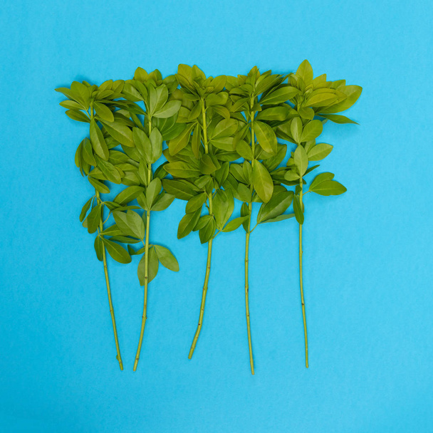 Conjunto de flores, plantas verdes con hojas sobre un fondo azul colorido, maqueta
 - Foto, Imagen