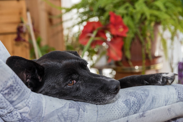 Schwarzer Hund auf Couch - Portrait - Foto, Bild