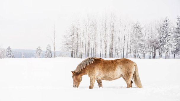 Light brown Haflinger horse wading through snow on field in winter, photo from side, trees in background - Foto, afbeelding
