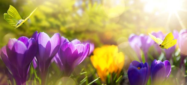 красивый весенний фон. Цветение весенние цветы на утро S
 - Фото, изображение