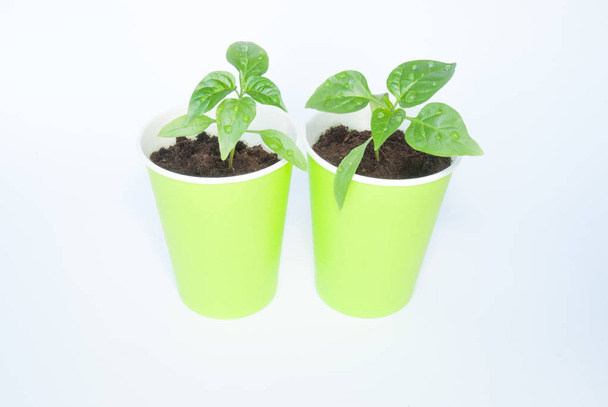 Seedlings of pepper - Photo, Image