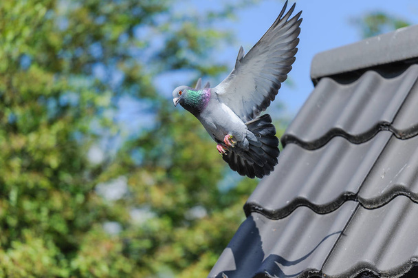 Aterragem de pombo de corrida com asas abertas
 - Foto, Imagem