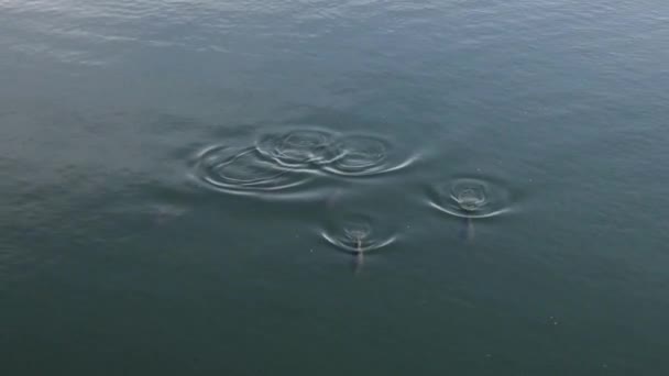 famiglia di delfini tuffarsi sott'acqua in puget suono
 - Filmati, video