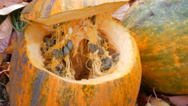 Calabaza grande en rodajas de naranja con semillas en el interior. Cosecha de calabazas para Halloween
 - Metraje, vídeo