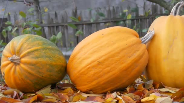 Le zucche arancioni enormi stanno vicino a foglie cadute di autunno. Raccolta di autunno di zucche e Vigilia d'Ognissanti
 - Filmati, video