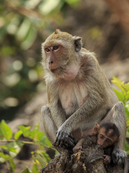 Long-tailed macaque - Zdjęcie, obraz