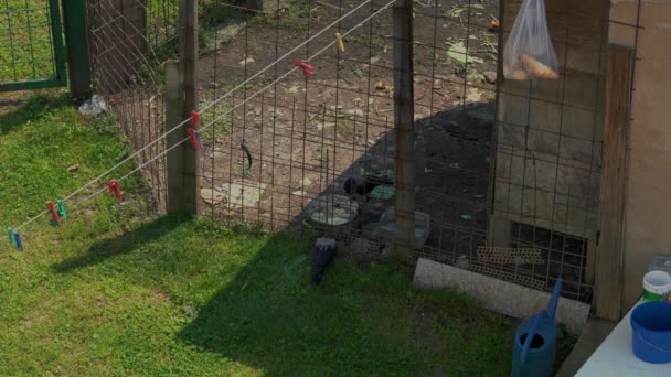 Crows eat food in henhouse - Materiał filmowy, wideo