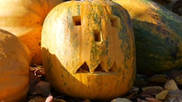 Als Dekoration stehen geschnitzte Halloween-Kürbisse draußen. Vorbereitung auf die Herbstferien - Filmmaterial, Video
