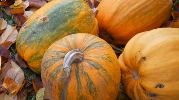 Four large pumpkins lie in autumn fallen leaves. Pumpkin crop for Halloween - Footage, Video