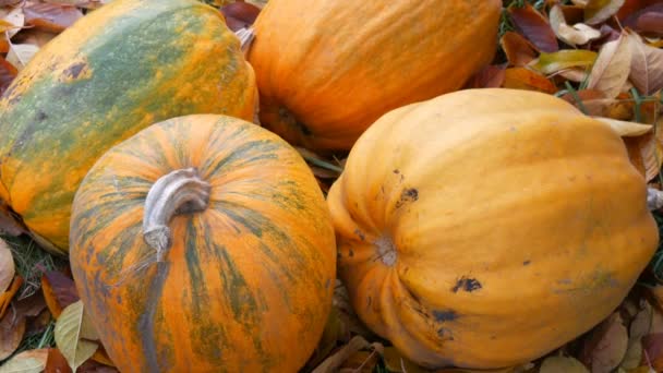 4つの大きなカボチャは、秋の落ち葉にあります。ハロウィンのためのカボチャの作物 - 映像、動画
