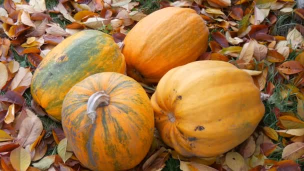 Négy nagy sütőtök hazugság ősszel elesett levelek. Tök termény Halloween - Felvétel, videó