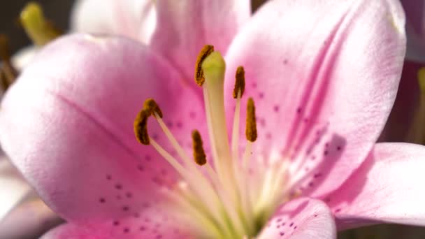 alkuunsa kaunis kukka pistils ja heteitä lähikuva. Vaaleanpunainen puutarha lilja kukkii kesäpuutarhassa. lähikuva. Kukkakauppaa. Kauniit kukat kukkivat keväällä puistossa
. - Materiaali, video