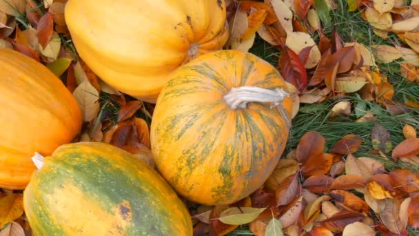 Ogromne pomarańczowe dynie stoją w pobliżu upadłych liści jesienią. Jesienne żniwa dyń i Halloween - Materiał filmowy, wideo