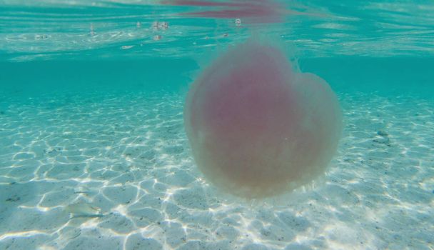 meduse nel mare delle Andamane  - Foto, immagini