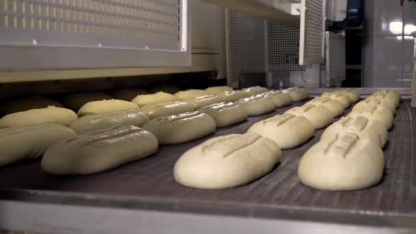 Haciendo una barra de pan en la panadería. Hoja de pan en la línea de producción en la industria de la panadería. Producción de la fábrica de pan. Transportador de fábrica de panadería. Producción automatizada de pan. Industria de panadería
. - Metraje, vídeo