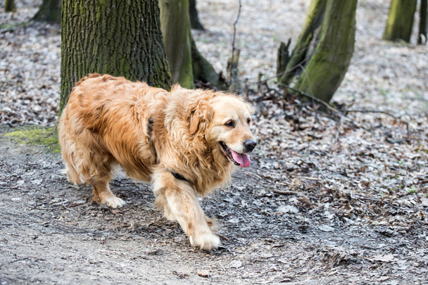 old golden retriever dog on a walk - 写真・画像