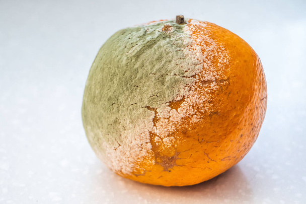 Zestaw zgniłe spleśniały pomarańcze mandarynki, izolowana na białym tle. Photo formy uprawy. Skażenie żywności, bad zepsute zgniłe owoce obrzydliwe. Koncepcja Messthetics, resztki jedzenia - Zdjęcie, obraz