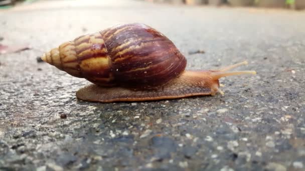 close up shot of a little brown snail is moving slowly to cross the footpath at the garden. it's crawling slowly on the wet ground. - Footage, Video