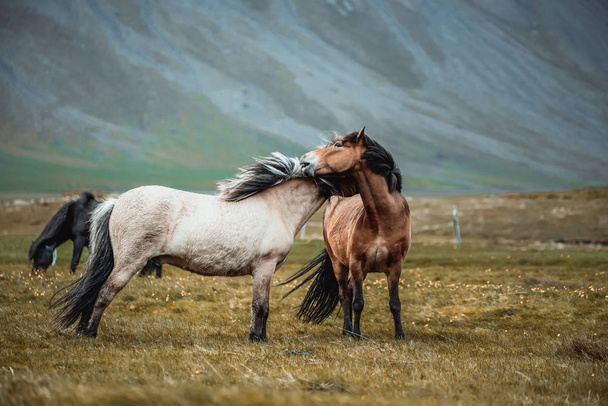 İzlanda 'nın manzaralı doğasında İzlanda atı. - Fotoğraf, Görsel