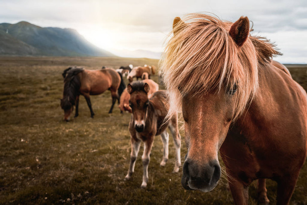 アイスランドの風景の中にアイスランドの馬. - 写真・画像