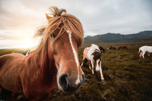 Исландская лошадь в живописной природе Исландии. - Фото, изображение
