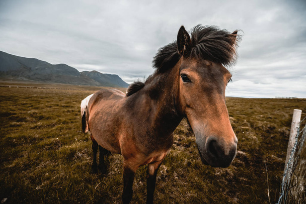 Caballo islandés en la naturaleza escénica de Islandia. - Foto, imagen