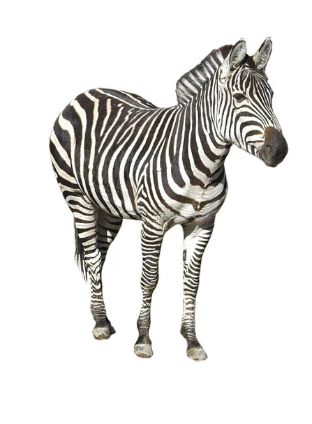 Zebra w paski czarno-białe na białym tle - Zdjęcie, obraz